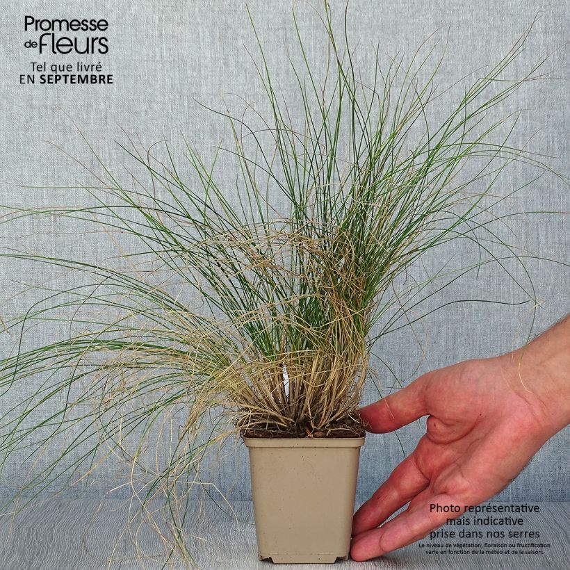Amostra de Festuca glauca Sunrise Vaso de 8/9 cm tal como entregue no outono