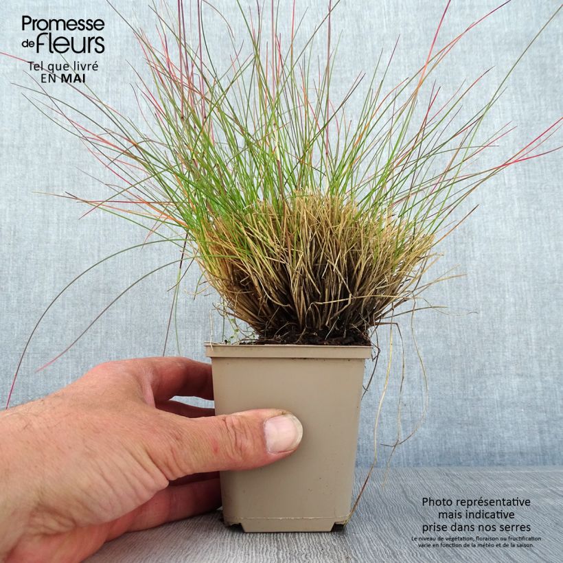 Amostra de Festuca glauca Sunrise Vaso de 8/9 cm tal como entregue na primavera