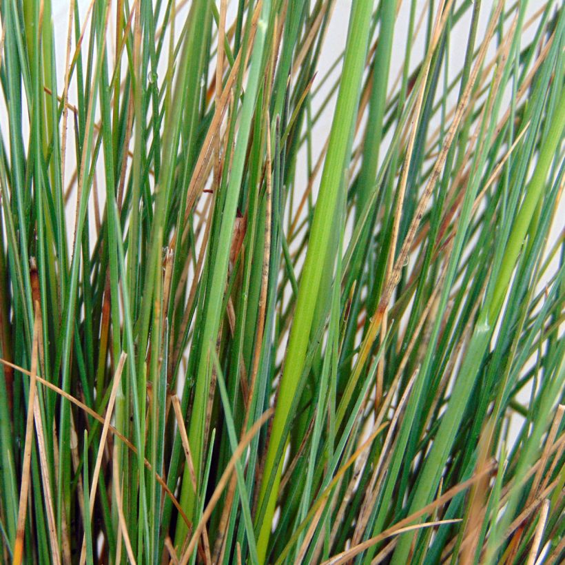 Festuca amethystina (Folhagem)
