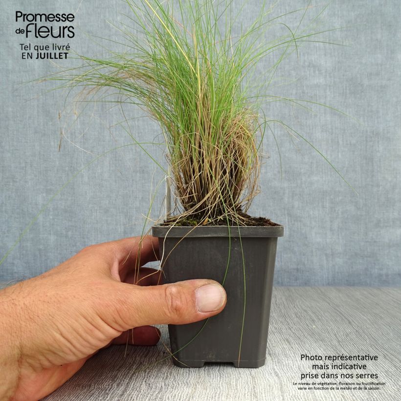 Amostra de Festuca amethystina Vaso de 8/9 cm tal como entregue no verão
