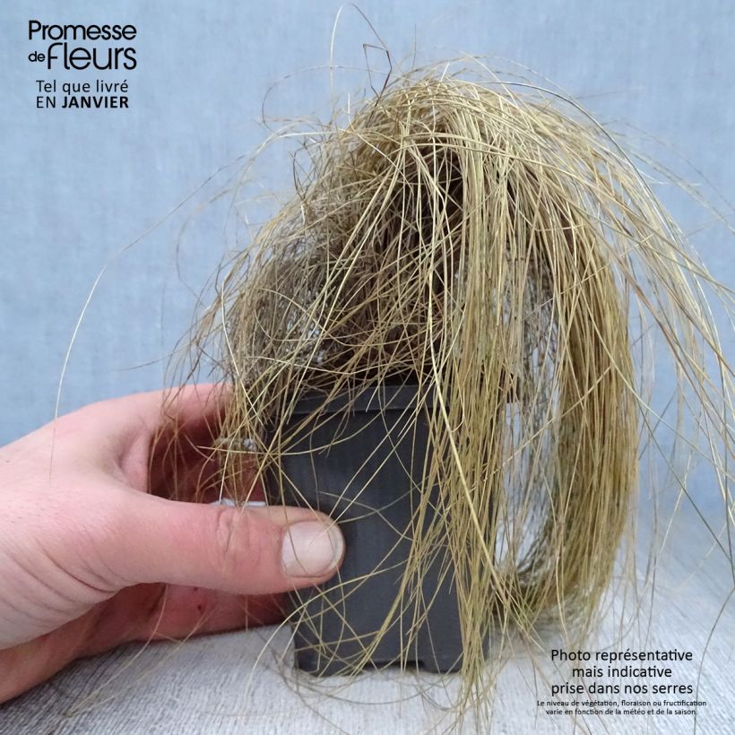 Amostra de Festuca amethystina - Fétuque améthyste Vaso de 8/9 cm tal como entregue no inverno