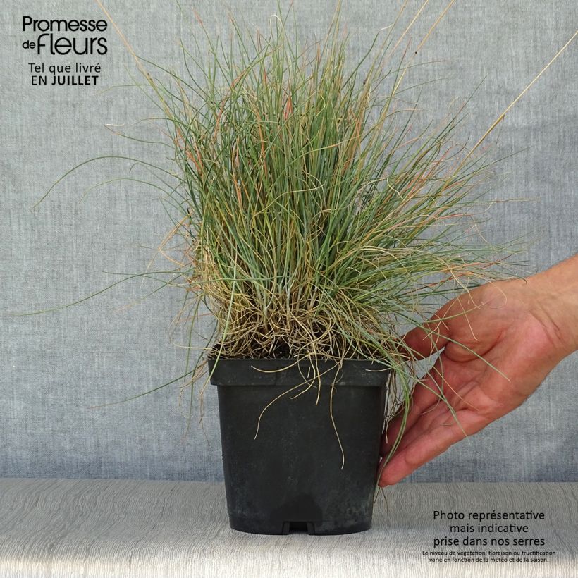 Amostra de Festuca amethystina Vaso de 2 L/3 L tal como entregue no verão