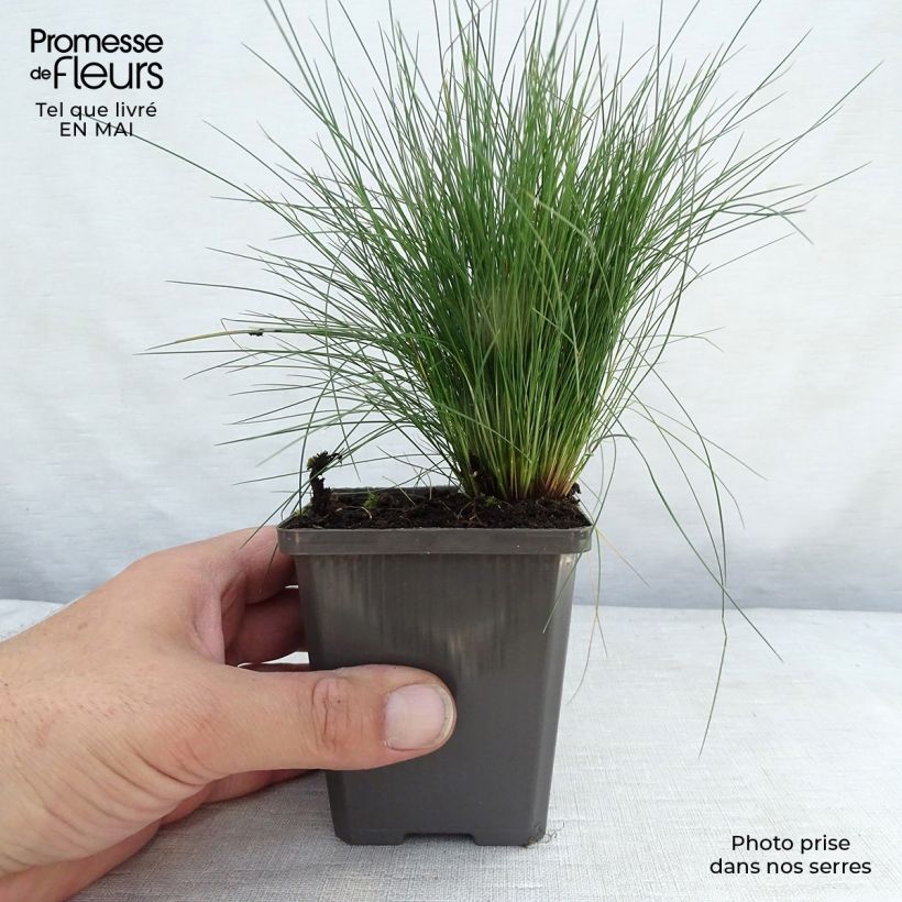 Amostra de Festuca amethystina Vaso de 8/9 cm tal como entregue na primavera