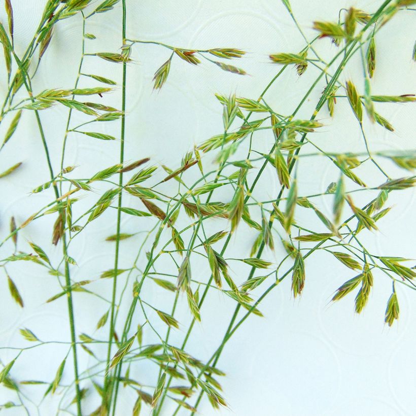 Festuca filiformis (Floração)