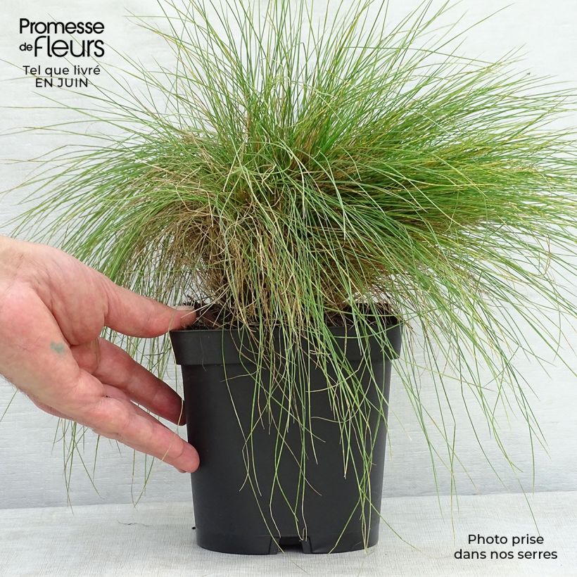 Amostra de Festuca filiformis Vaso de 2 L/3 L tal como entregue no verão