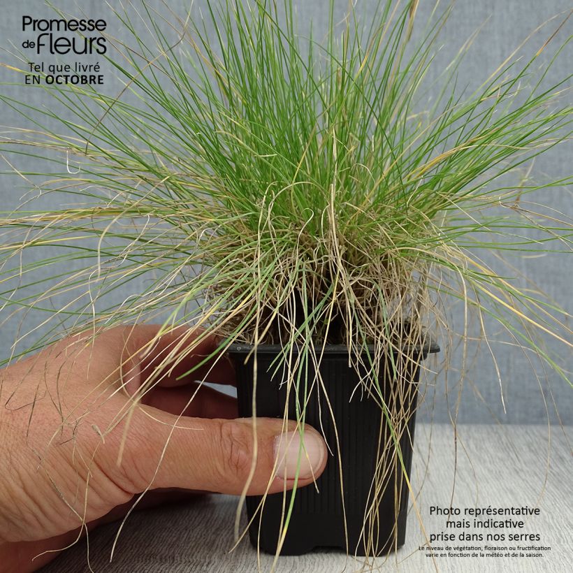 Amostra de Festuca filiformis Vaso de 8/9 cm tal como entregue no outono