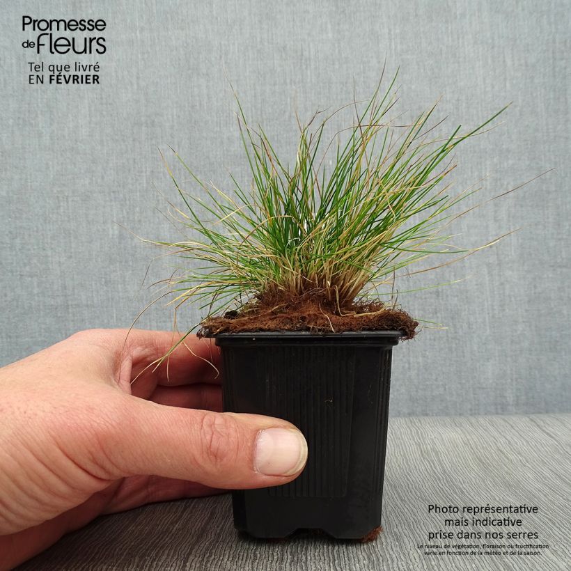 Amostra de Festuca filiformis - Fétuque à feuilles capillaires Vaso de 8/9 cm tal como entregue no inverno
