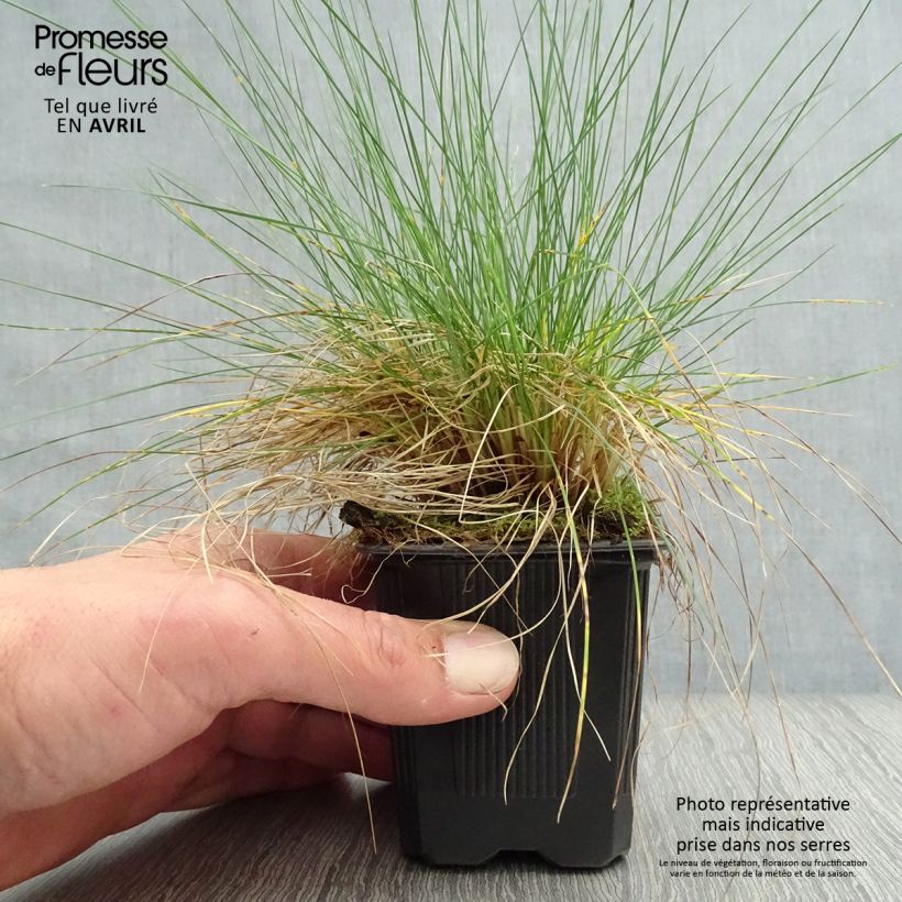 Amostra de Festuca filiformis Vaso de 8/9 cm tal como entregue na primavera