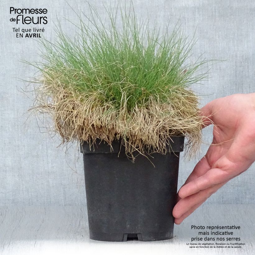 Amostra de Festuca filiformis Vaso de 2 L/3 L tal como entregue na primavera