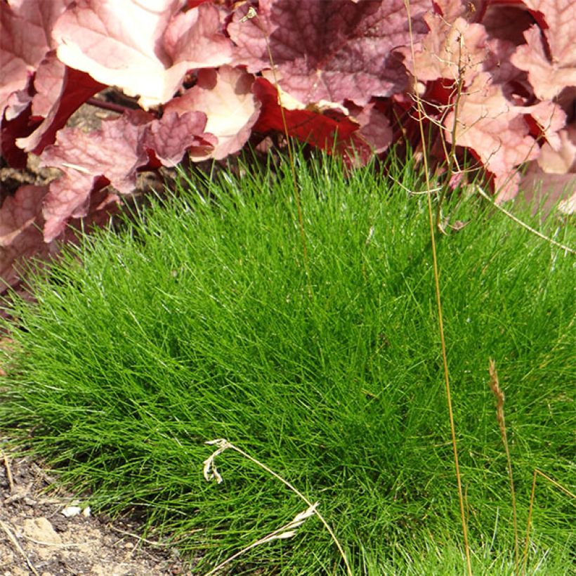 Festuca gautieri (Hábito)