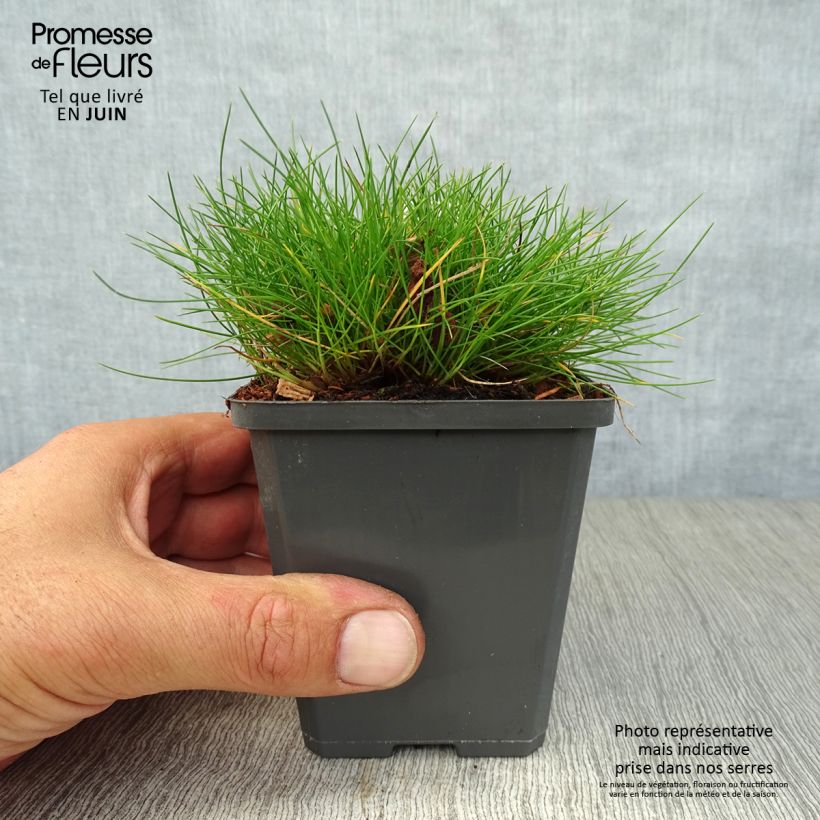 Amostra de Festuca gautieri Vaso de 8/9 cm tal como entregue no verão