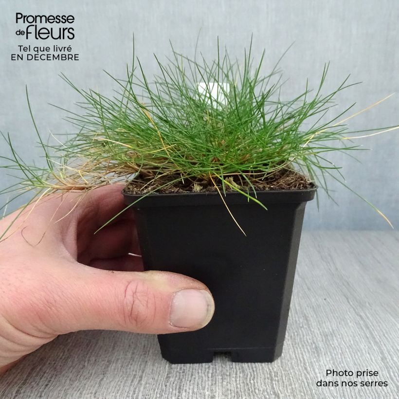 Amostra de Festuca gautieri - Fétuque de Gautier Vaso de 8/9 cm tal como entregue no inverno
