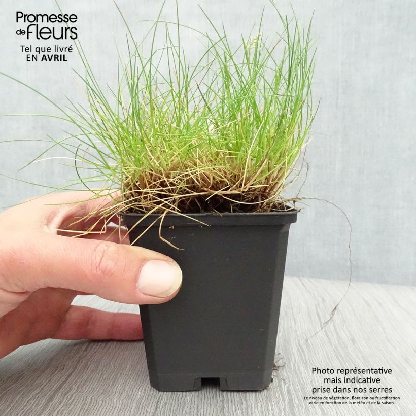 Amostra de Festuca gautieri Vaso de 8/9 cm tal como entregue na primavera