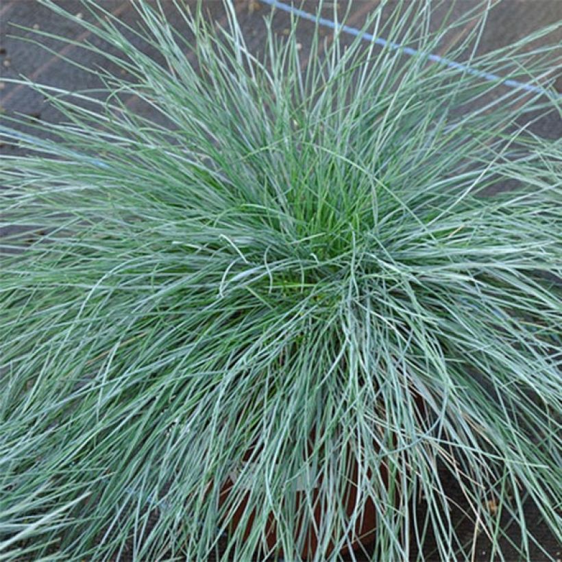 Festuca glauca (Folhagem)