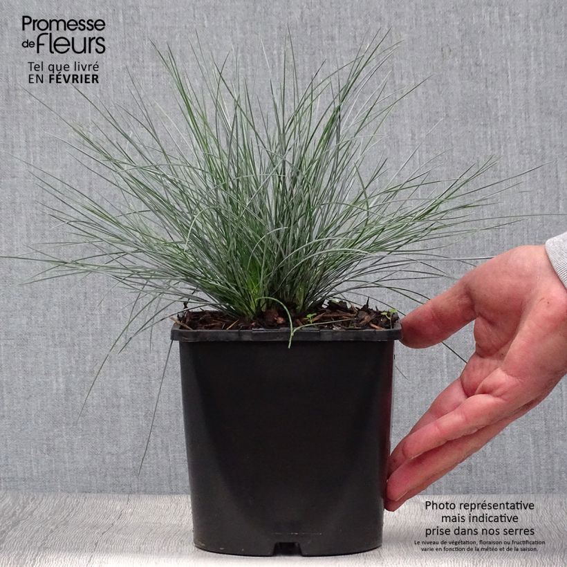 Amostra de Festuca-azul Elijah Blue - Festuca glauca Vaso de 2 L/3 L tal como entregue no outono