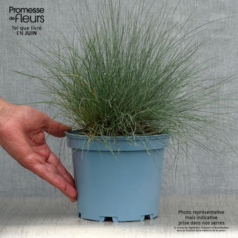 Amostra de Festuca-azul Elijah Blue - Festuca glauca Vaso de 2 L/3 L tal como entregue no verão
