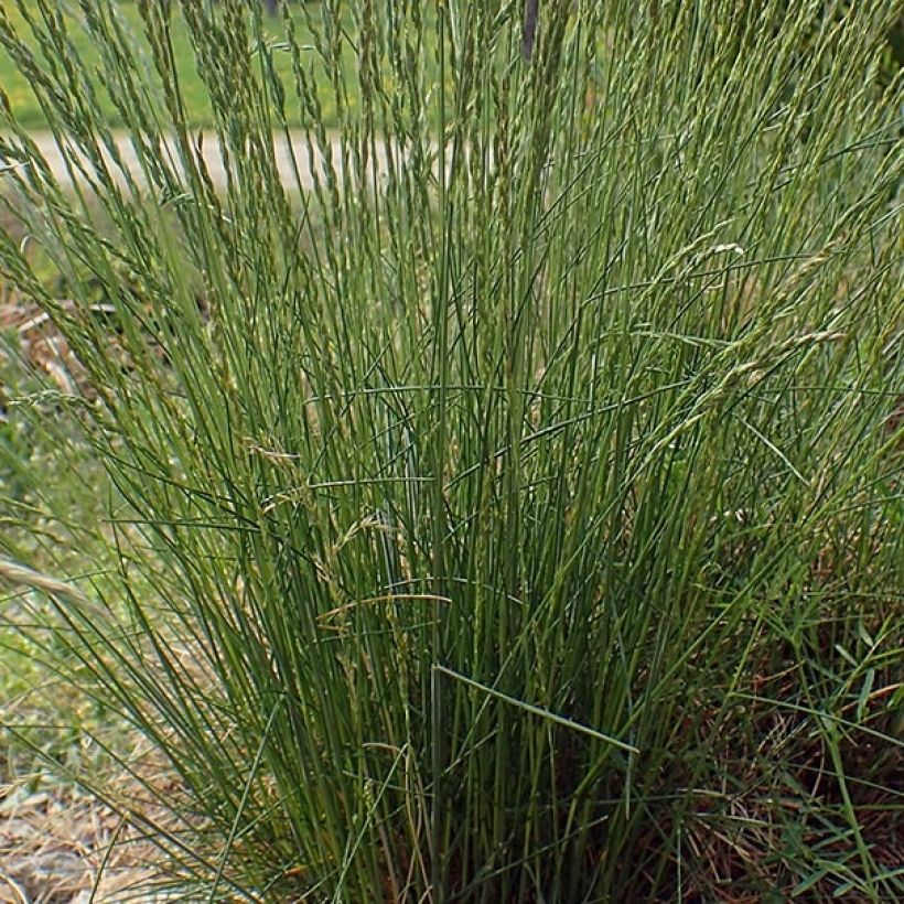 Festuca ovina (Folhagem)