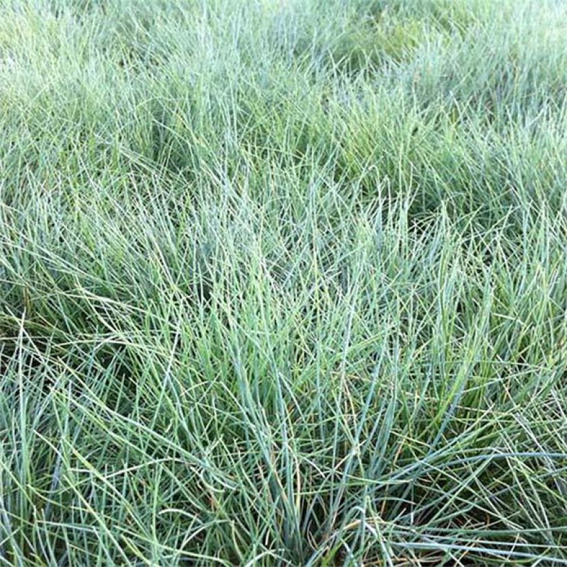 Festuca valesiaca Glaucantha (Folhagem)