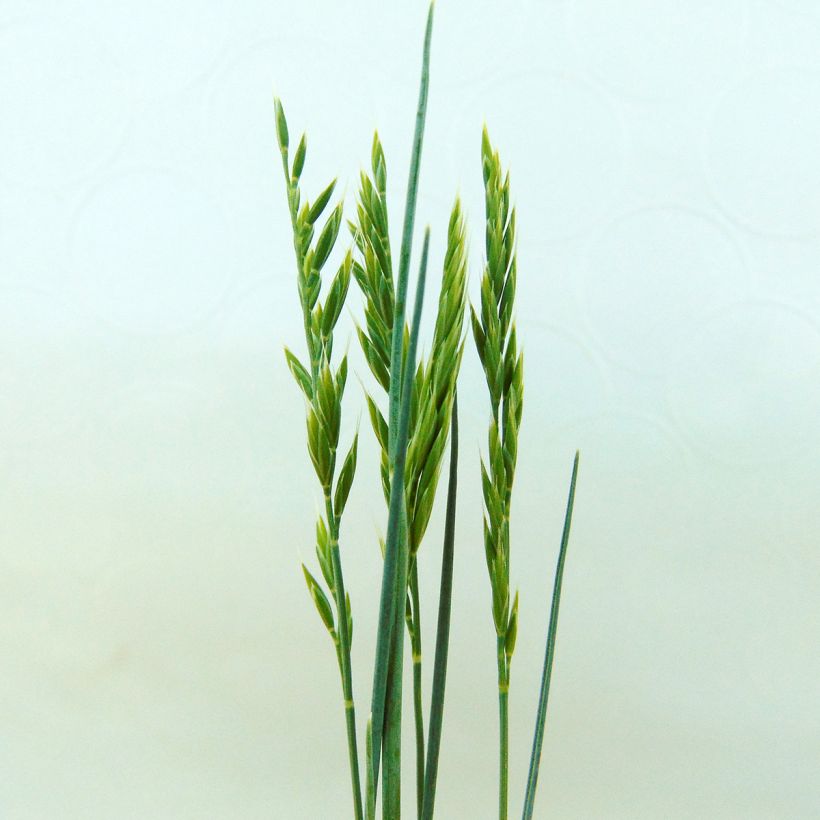 Festuca valesiaca Glaucantha (Floração)