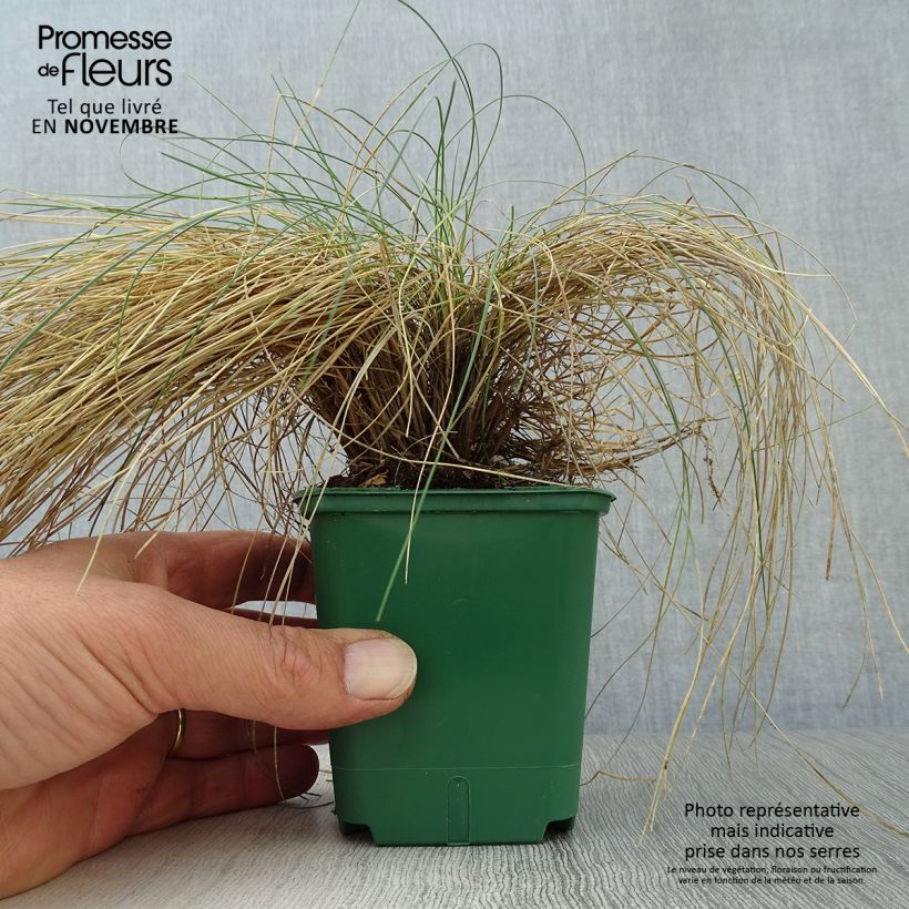 Amostra de Festuca valesiaca Glaucantha Vaso de 8/9 cm tal como entregue no outono