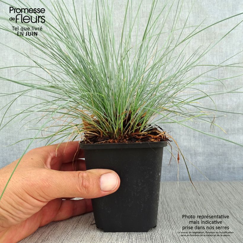 Amostra de Festuca valesiaca Glaucantha Vaso de 8/9 cm tal como entregue no verão