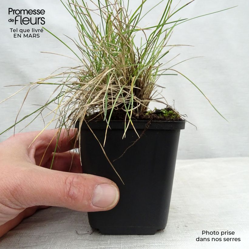 Amostra de Festuca valesiaca Glaucantha Vaso de 8/9 cm tal como entregue na primavera
