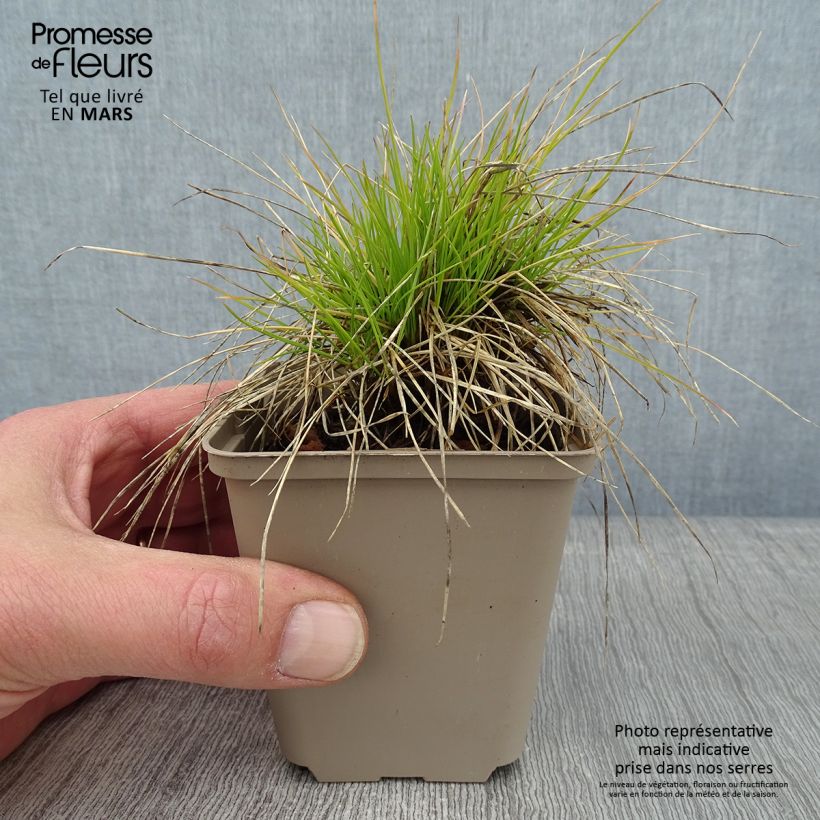 Amostra de Fetuque, Festuca glauca Golden Toupee Vaso de 8/9 cm tal como entregue no inverno
