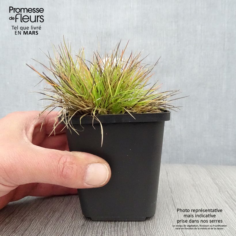 Amostra de Festuca glauca Golden Toupee Vaso de 8/9 cm tal como entregue na primavera