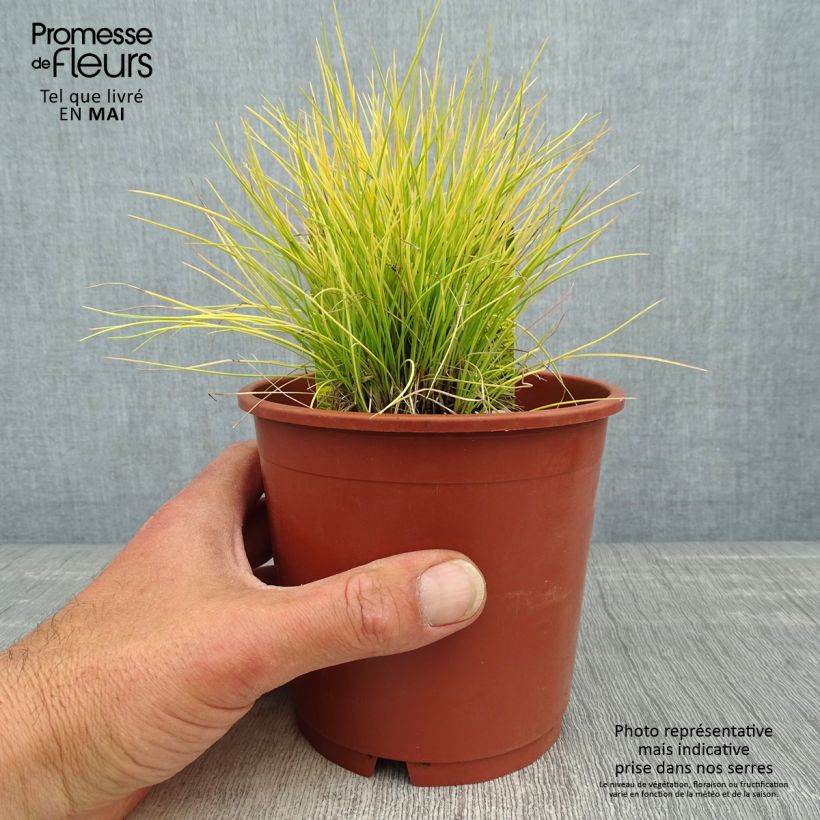 Amostra de Festuca glauca Golden Toupee Vaso de 1 L/1,5 L tal como entregue na primavera