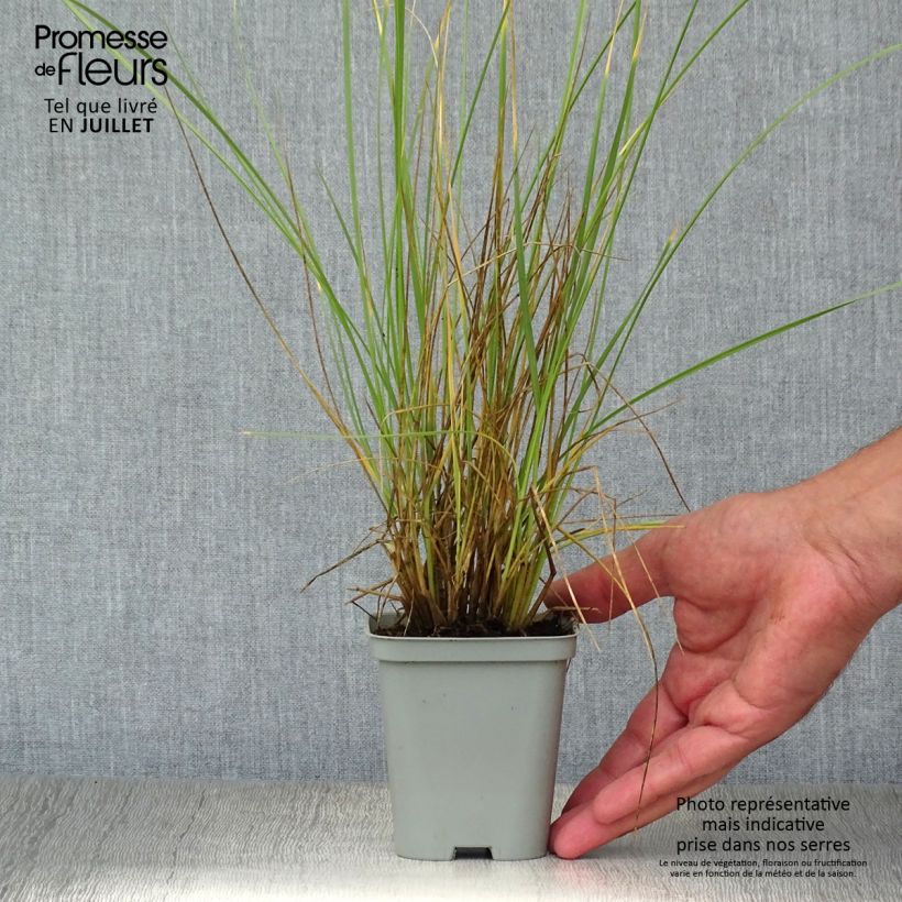Amostra de Festuca mairei Vaso de 8/9 cm tal como entregue no verão