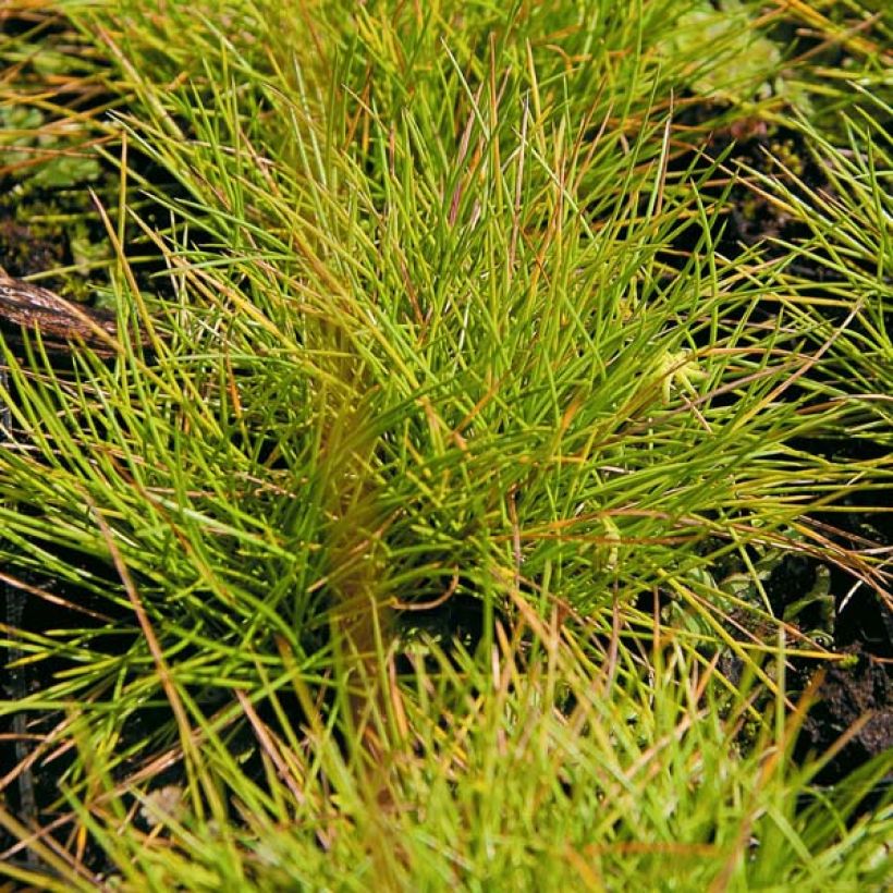 Festuca glauca Golden Toupee (Folhagem)