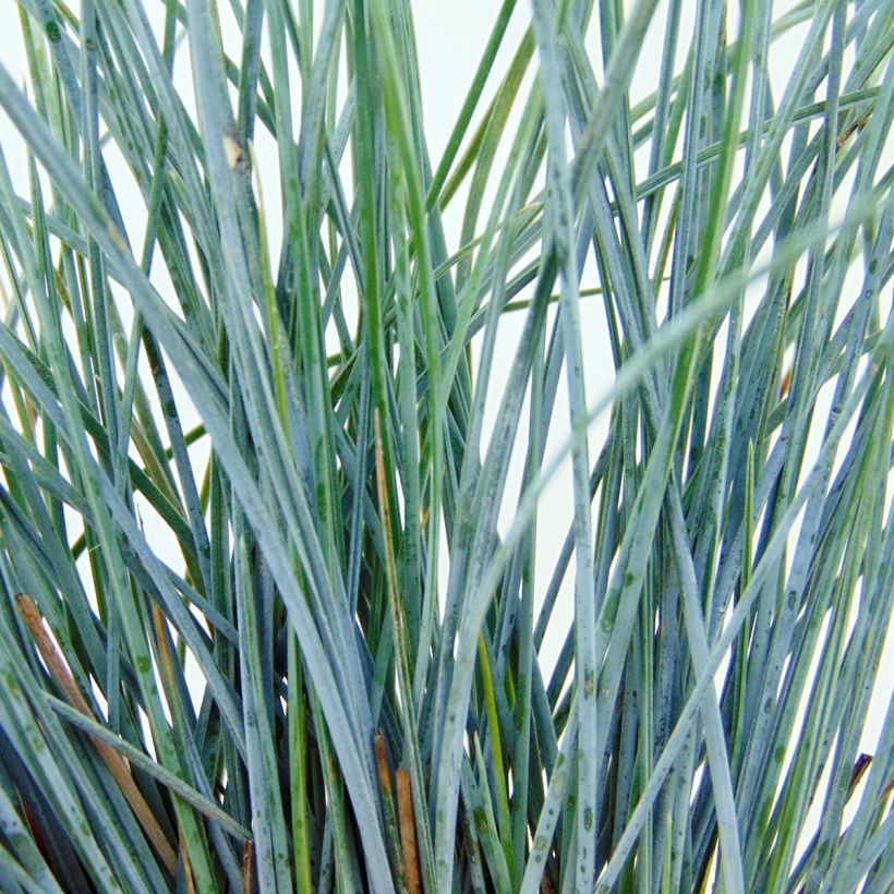 Festuca-azul Elijah Blue - Festuca glauca (Folhagem)