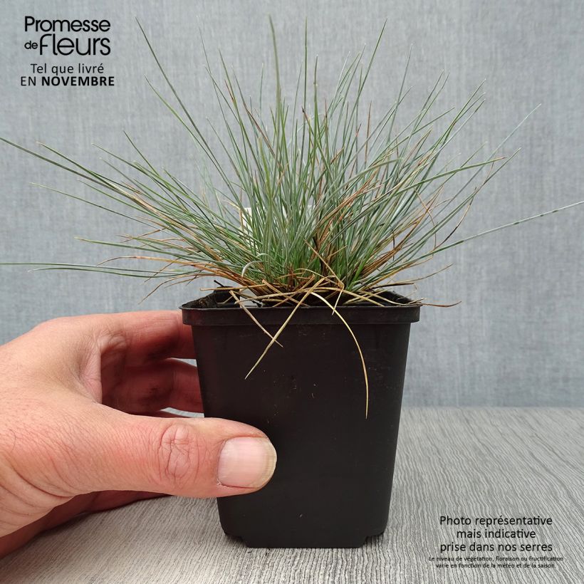Amostra de Festuca-azul Elijah Blue - Festuca glauca Vaso de 8/9 cm tal como entregue no outono