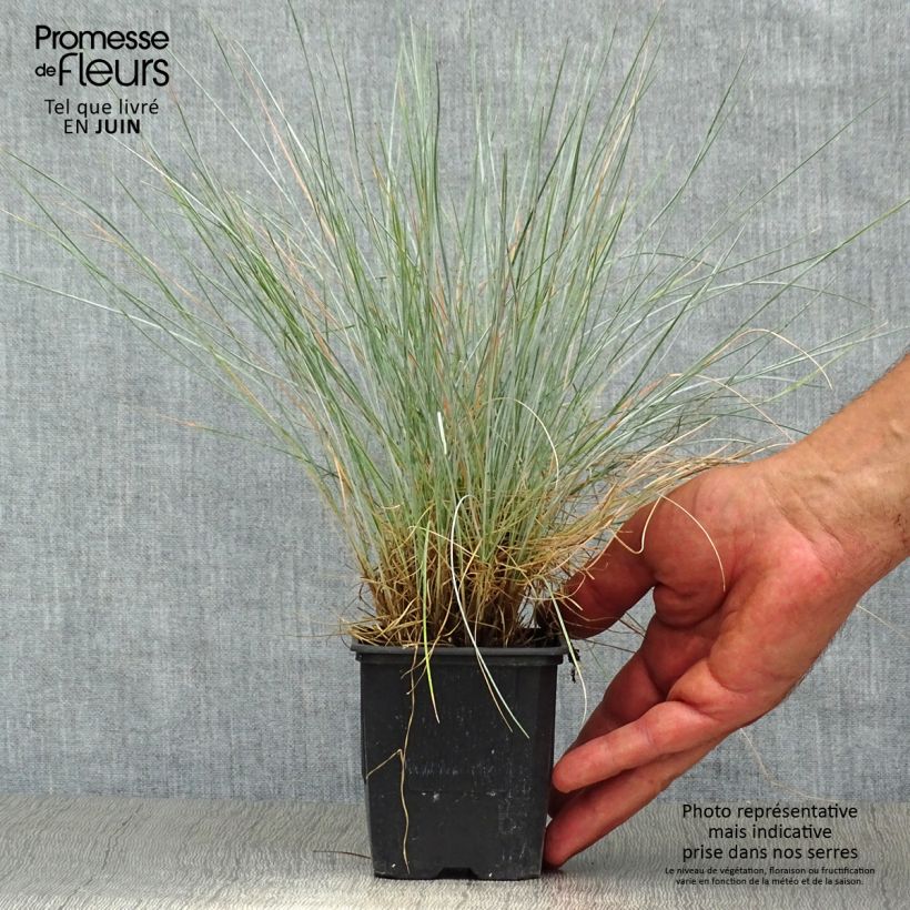 Amostra de Festuca-azul Elijah Blue - Festuca glauca Vaso de 8/9 cm tal como entregue no verão