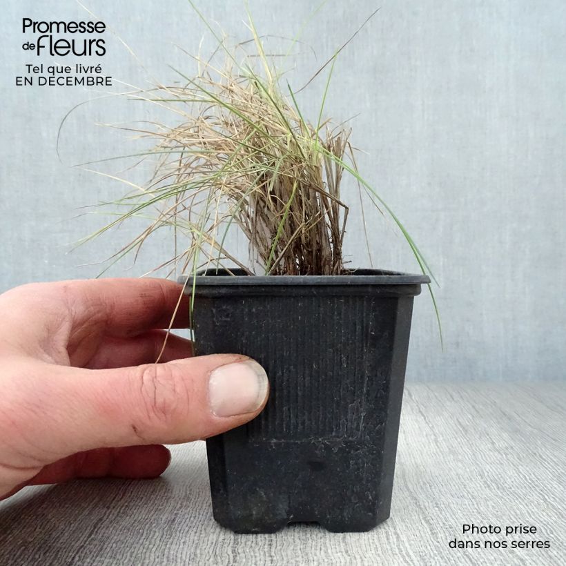 Amostra de Festuca-azul Elijah Blue - Festuca glauca Vaso de 8/9 cm tal como entregue no inverno