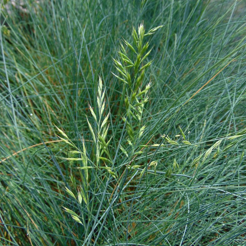 Festuca glauca (Floração)