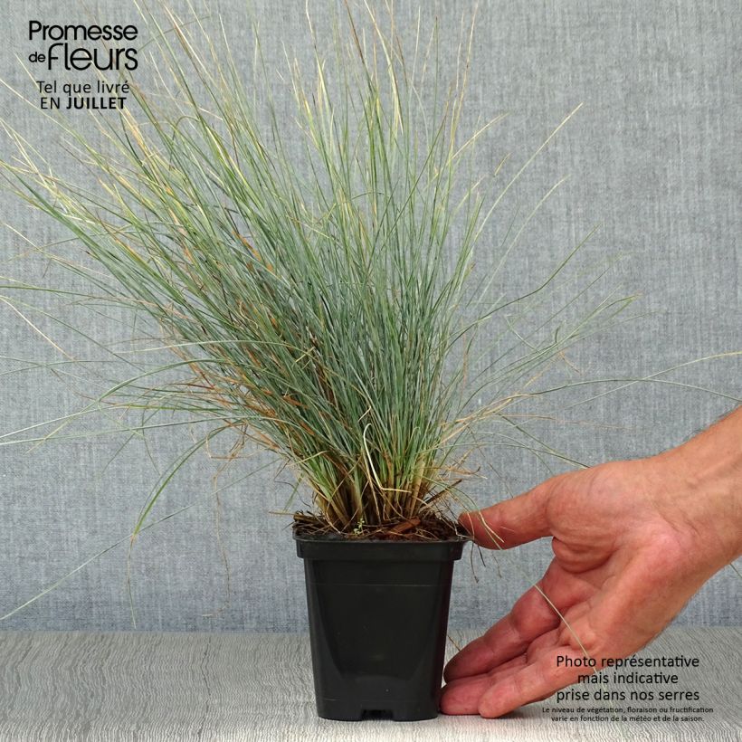 Amostra de Festuca glauca Vaso de 8/9 cm tal como entregue no verão