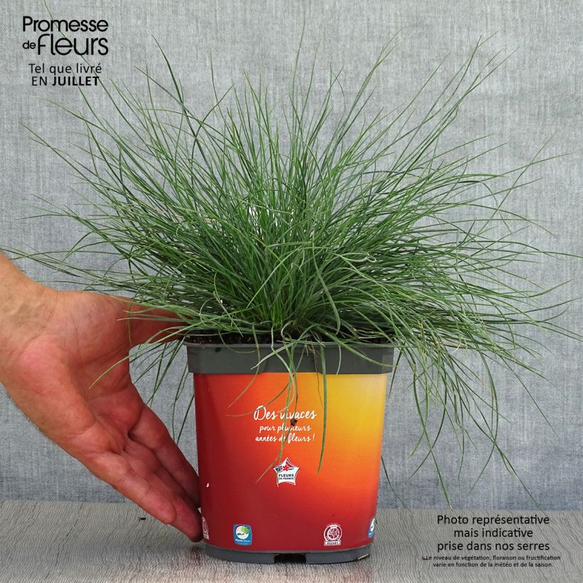 Amostra de Festuca glauca Vaso de 2 L/3 L tal como entregue no verão