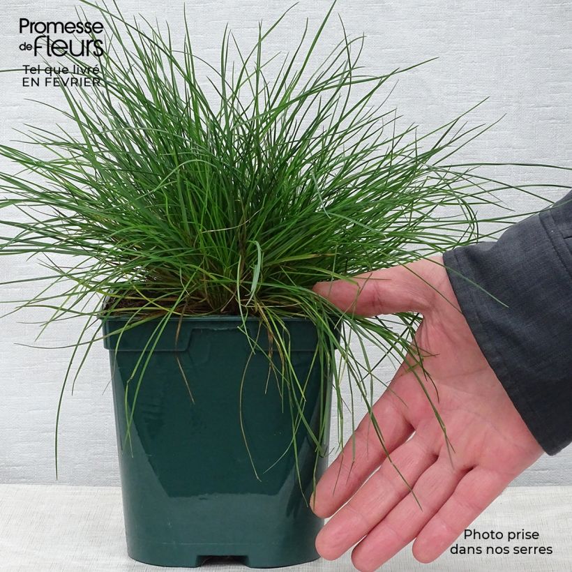 Amostra de Fétuque bleue - Festuca glauca Vaso de 2 L/3 L tal como entregue no inverno