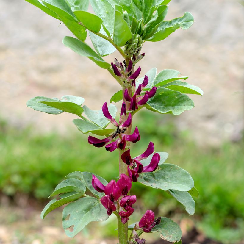 Fava Karmazyn, Crimson Flowered (Floração)