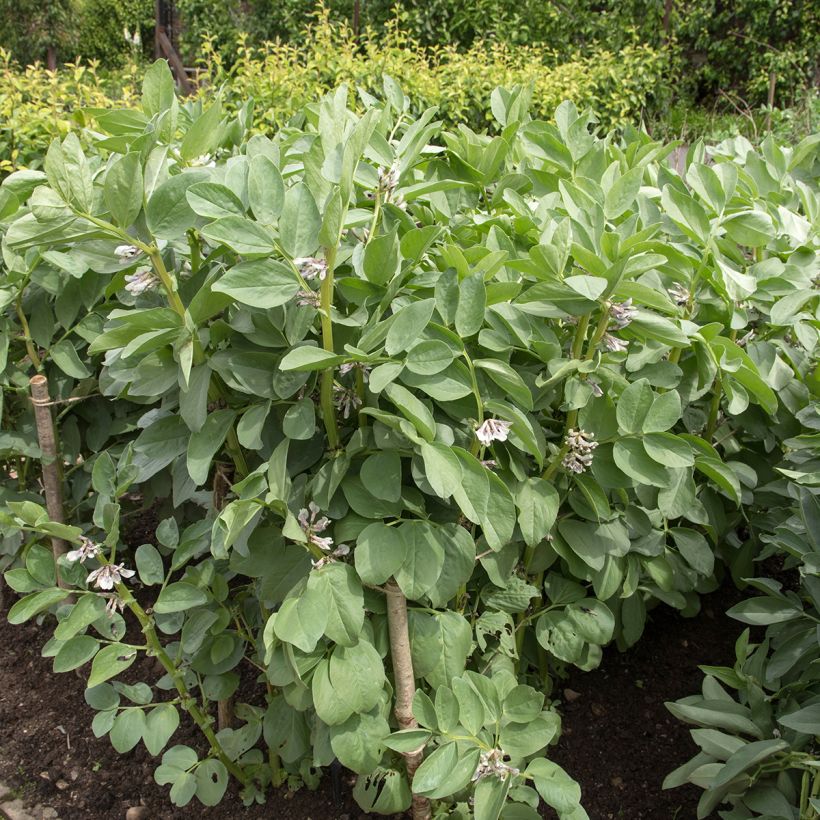Fava Masterpiece Green Longpod (Hábito)