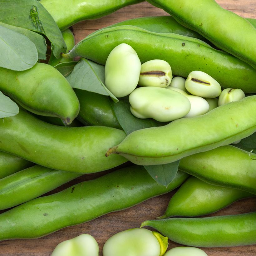 Fava Aguadulce com vagem muito comprida Bio - Vicia (Colheita)