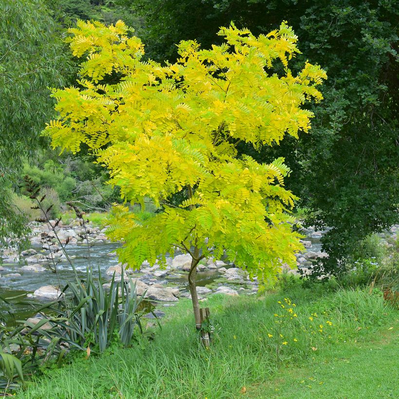 Gleditsia triacanthos Sunburst (Hábito)