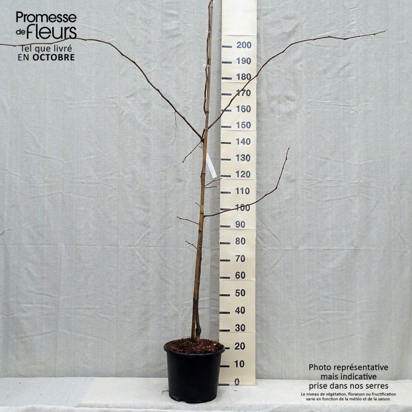 Amostra de Gleditsia triacanthos Sunburst Vaso de 7,5 L/10 L, Brasão tal como entregue no outono