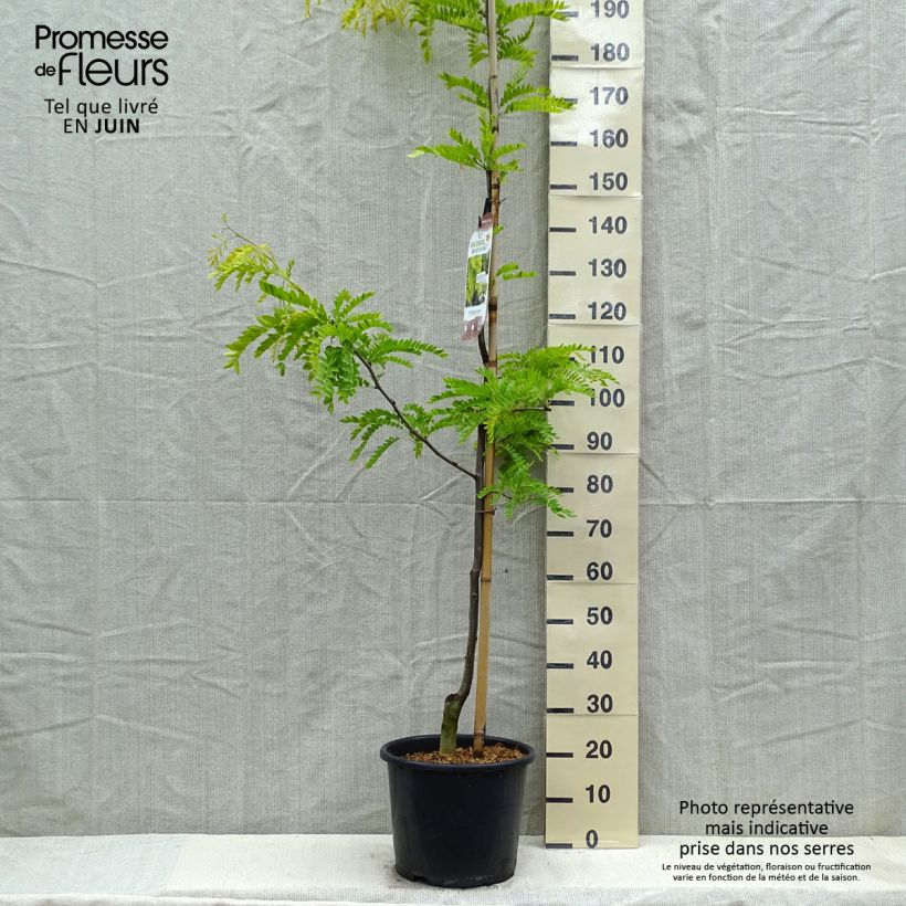 Amostra de Gleditsia triacanthos Sunburst Vaso de 7,5 L/10 L, Brasão tal como entregue na primavera