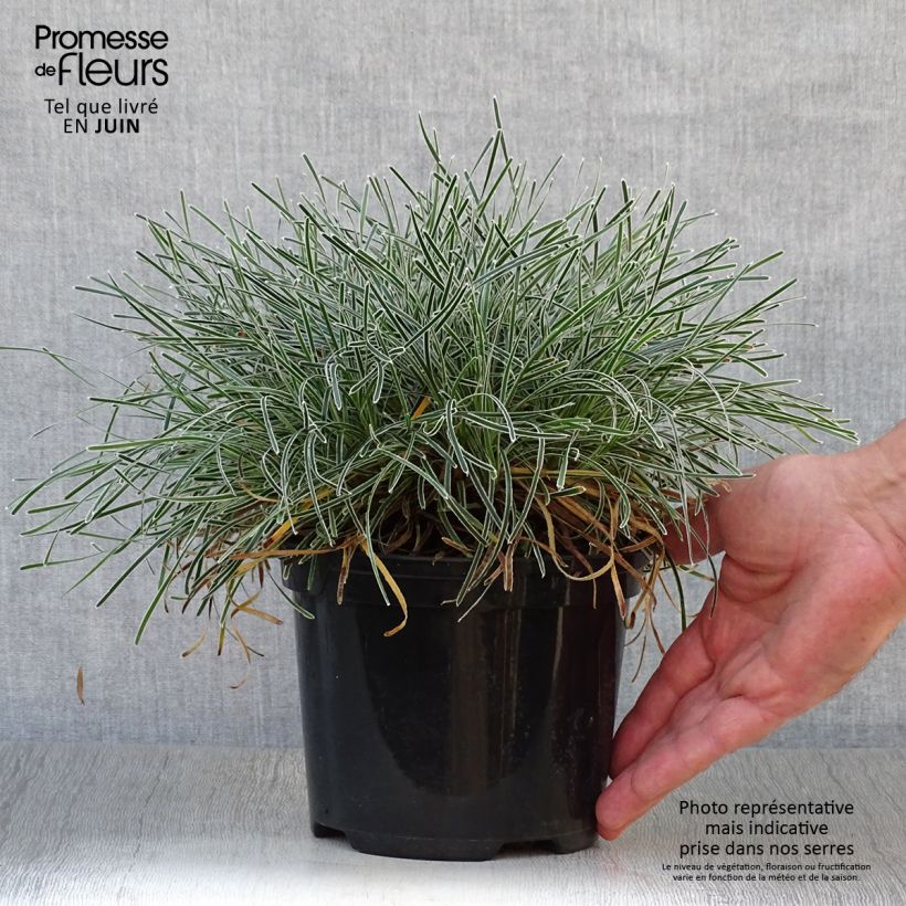 Amostra de Ficinia truncata Ice Crystal Vaso de 2 L/3 L tal como entregue no verão