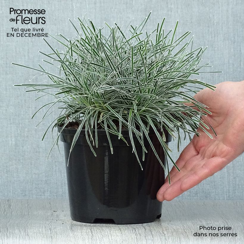 Amostra de Ficinia truncata Ice Crystal Vaso de 2 L/3 L tal como entregue no inverno