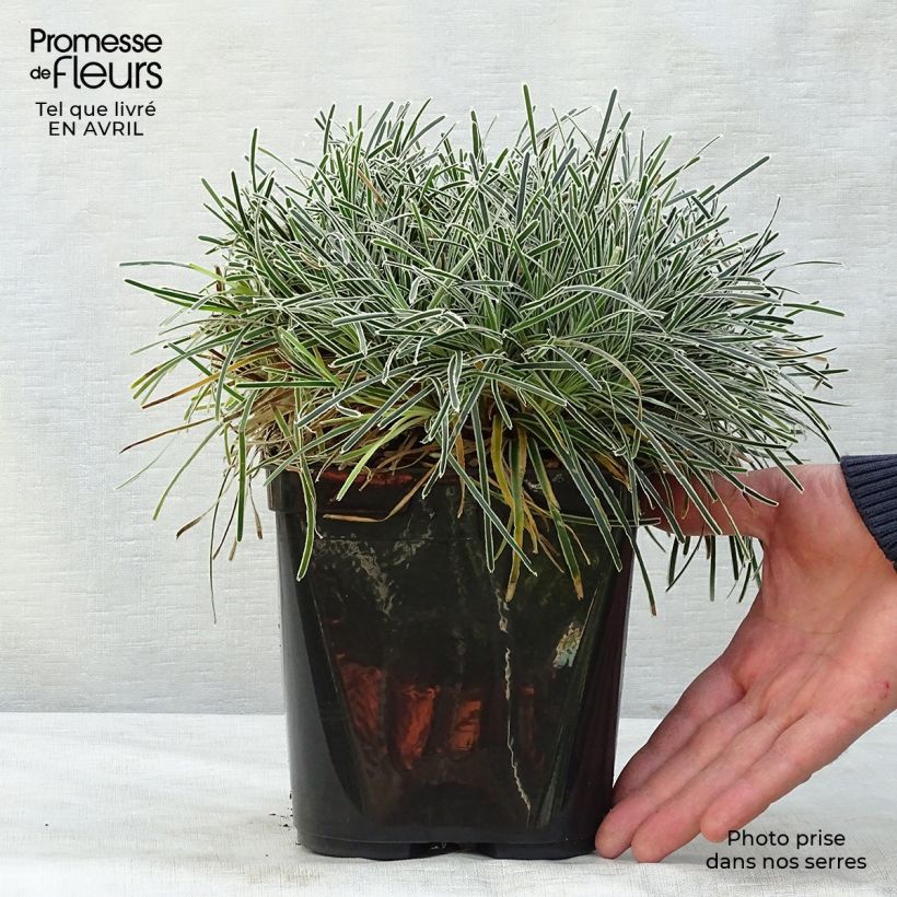 Amostra de Ficinia truncata Ice Crystal Vaso de 2 L/3 L tal como entregue na primavera