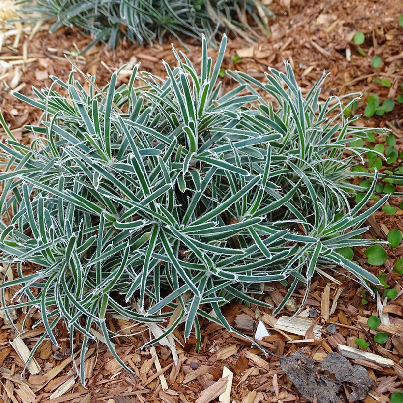 Ficinia truncata Ice Crystal (Hábito)