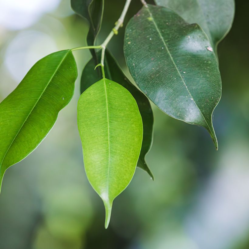 Ficus benjamina Exotica - Figueira-benjamim (Folhagem)